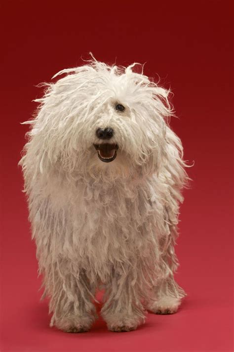 The Most Adorable Hypoallergenic Dog Breeds That Wont Leave Hair