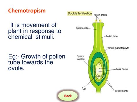 Movements In Plants