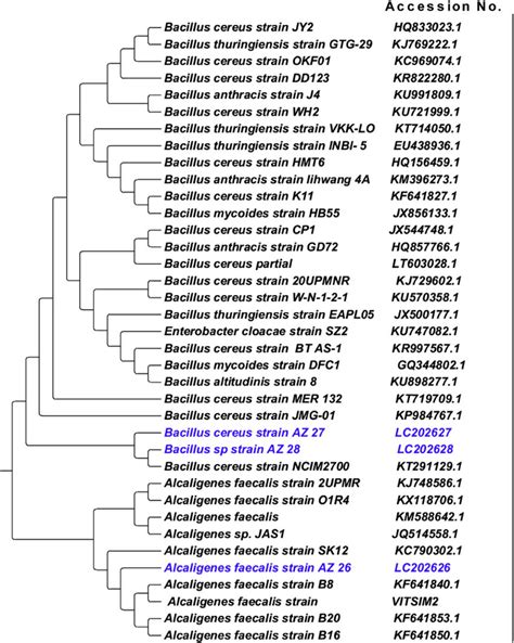 Phylogenetic Relationship Of Alcaligenes Faecalis Az26 Isolate 26 B