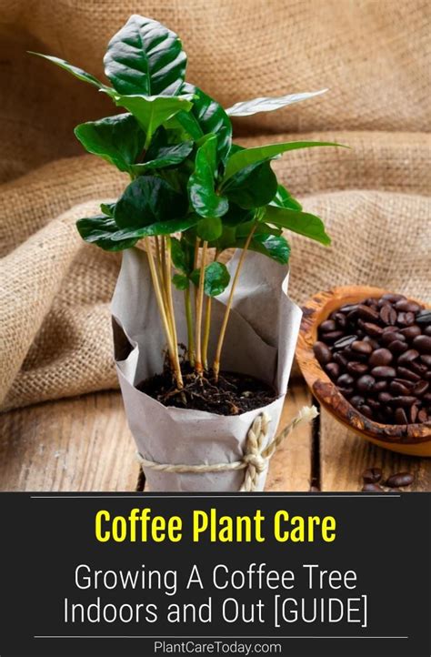 Coffee Plant Care How To Grow A Coffee Tree Indoors And Out Guide