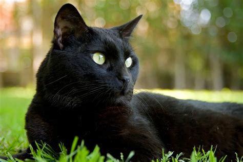 Black Cat Free Photo Download Freeimages