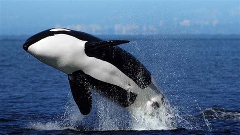 We did not find results for: 5 tips for spotting killer whales at Peninsula Valdes in ...