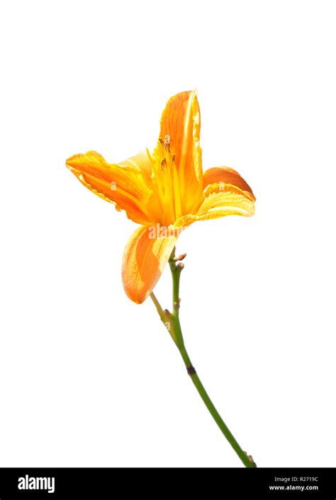 Fire Lily Lilium Bulbiferum Stock Photo Alamy