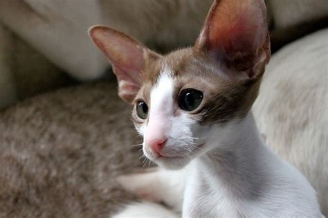 Are Oriental Shorthair Cats Hypoallergenic Breed Facts And Faq Catster