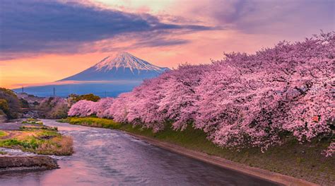 Mountain Fuji In Cherry Blossom Season During Sunset Stock Photo