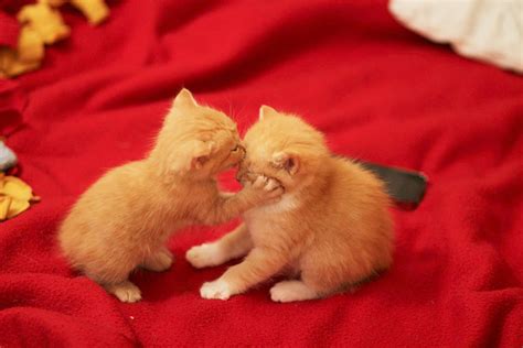 Animals Kiss For Love On Valentines Day Global Times