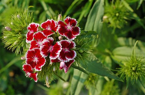 Wild Carnation Free Stock Photo Public Domain Pictures