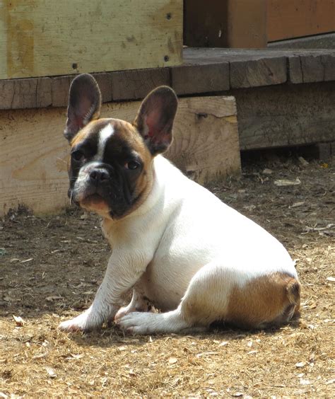 Check out our french bulldog fawn selection for the very best in unique or custom, handmade pieces from our shops. Blue Brindle Pied French Bulldog
