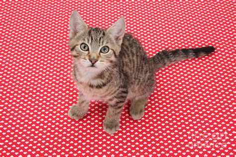 Tabby Kitten Photograph By Mark Taylor Fine Art America