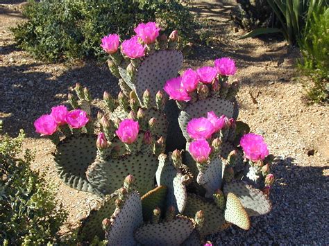 Posted april 19, 2019 7:34 am & filed under cactus, photography. Beautiful blooming Cactus in Scottsdale, AZ | Blooming ...