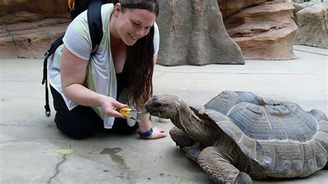 Feeding Turtles Youtube