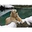 Paws Up For Polar Bears Celebrating International Bear Day 