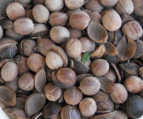 Uses For Hickory Nuts Include Good Eating A Syrup And Even A Way To Flavor Roasts Do You Have