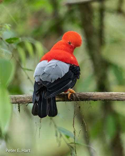 Gallito de roca andino Guía de Aves Reserva Lifer NaturaLista Colombia