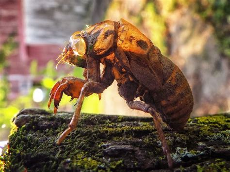 How to catch a cicada shell. Cicada Shell | Animal Crossing: New Leaf Wiki | FANDOM ...