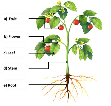 Label The Different Parts Of The Plant Given Below