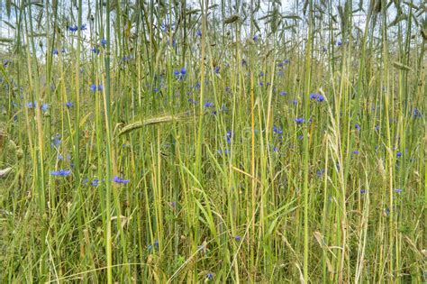 Wheat Field With Cornflowers Stock Photo Image Of Rural Field 73551568