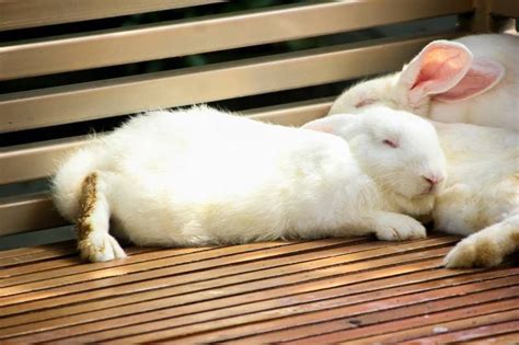 How To Tell When A Rabbit Is Sleeping 5 Signs And Positions Explained By