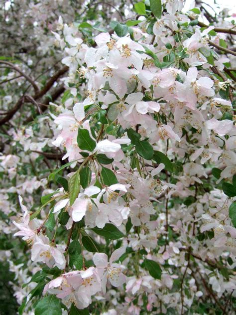 Best Types Of Crabapple Trees For Your Yard Better Homes And Gardens