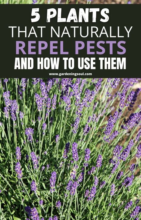 5 Plants That Naturally Repel Pests And How To Use Them