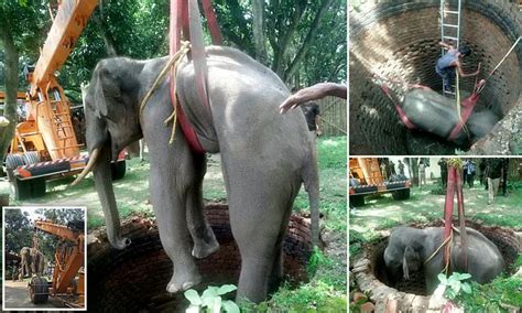 Elephant Is Rescued From The Bottom Of A 20ft Well After Soldiers Hear It Calling For Help In