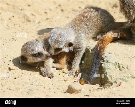 Two Playful South African Meerkats Suricata Suricatta Cavorting Stock