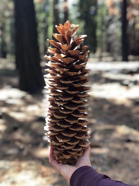 Big Pine Cones For Sale