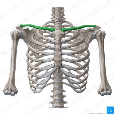 Clavicle Anatomy And Clinical Notes Kenhub