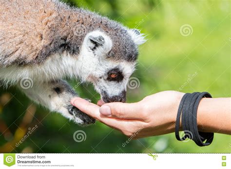 Lemur With Human Hand Selective Focus Stock Photo Image Of Animal