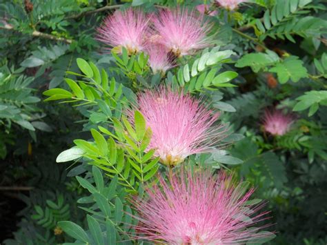 Calliandra Surinamensis Pink Powderpuff Richard Lyons Nursery Inc
