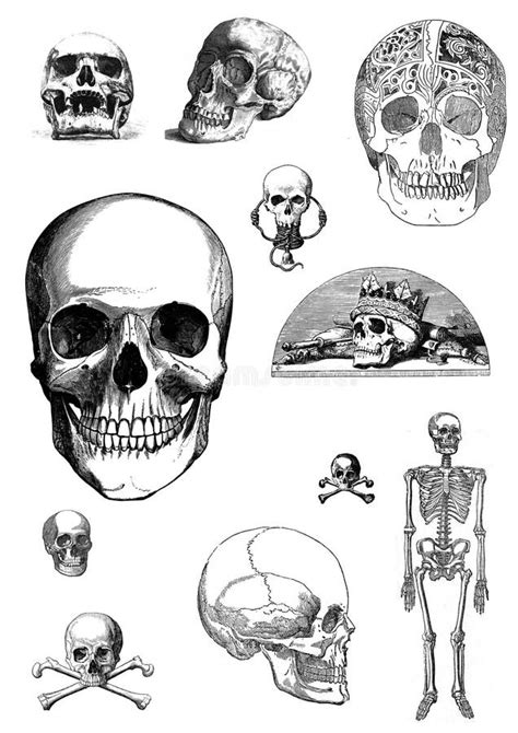 Vintage Set Of Skulls Clip Art Stock Illustration Illustration Of