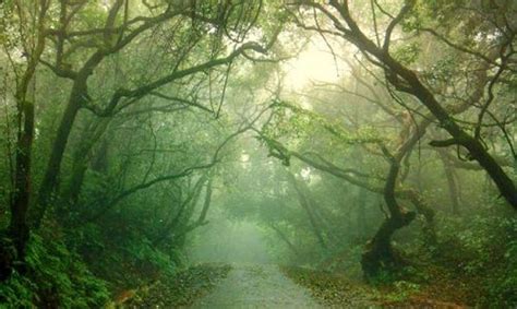 16 Reasons Why Coorg Should Be Your Next Travel Destination Travel Travel Destinations India