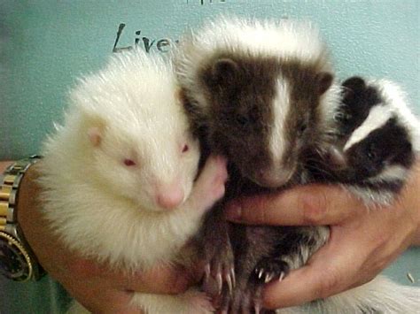 For Funskunks Can Be Beautiful Baby Skunks Albino Animals Cute
