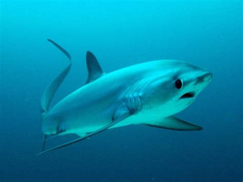 Im Probably In The Minority But I Find Thresher Sharks Adorable They