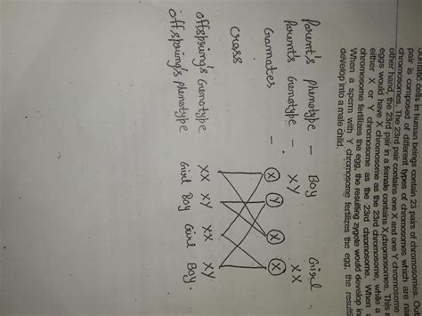 how is sex determined in human beings explain with help of flow chart