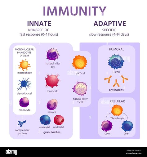 Sistema Inmune Concepto Y Tipos De Inmunidad Biologia Images
