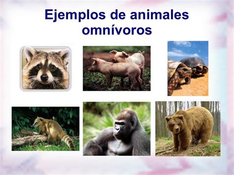 Animales Omnívoros CaracterÍsticas Y 20 Ejemplos