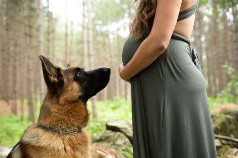 Maternity Photo Shoot With German Shepherd Dog Germanshepherd Dog