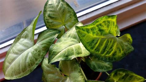 Arrowhead Plant Care And Info Syngonium Podophyllum Houseplant Central
