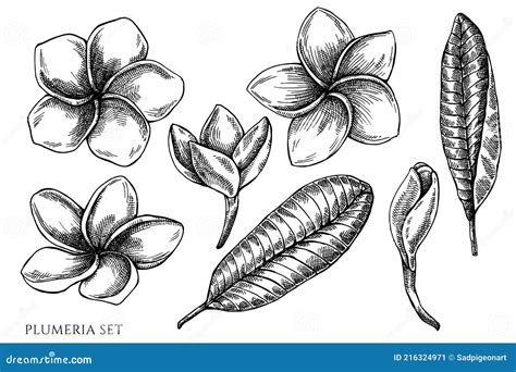Vector Set Of Hand Drawn Black And White Plumeria Stock Vector