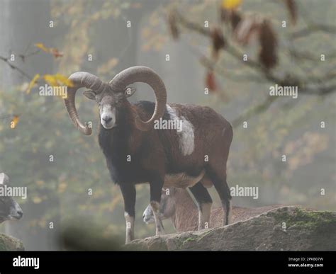 European Mouflon Ram Ovis Gmelini Musimon Stock Photo Alamy