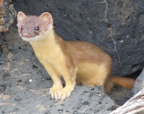 What Do Weasels Eat 12 Foods They Love
