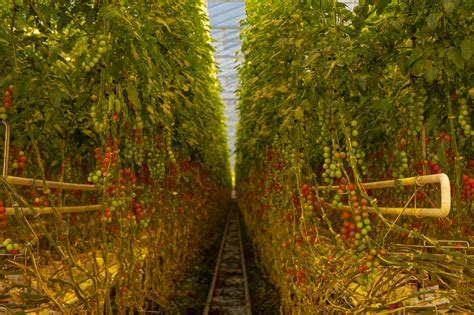 Newly Completed 32 Acre Tomato Greenhouse Celebrates Year Round Harvest