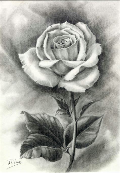 Rosa Dibujo Lápiz M Teresa Gómez Pencil Drawings Of Flowers