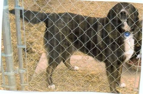 Black Labenglish Bulldog Mix For Adoption 10 Months Old For Sale In