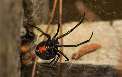 .male after mating uizfactz tumblr com photo credit: Pickett Pest Control | A Guide To Black Widow Spiders In ...