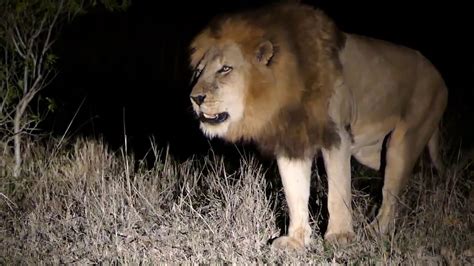 Things to do in mpumalanga, south africa: roaring lions in Sabi Sands private game reserve - YouTube
