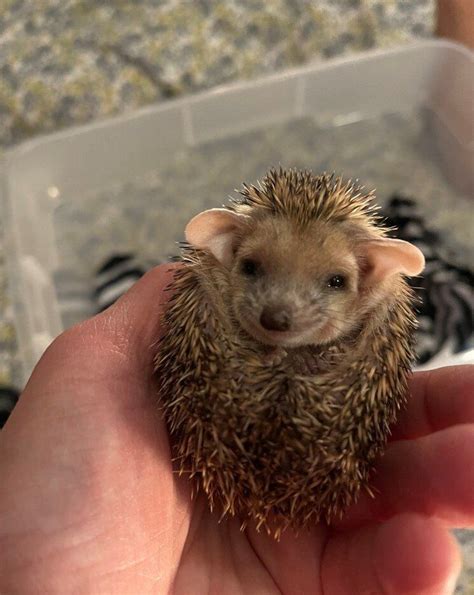 Pet Hedgehog For Sale