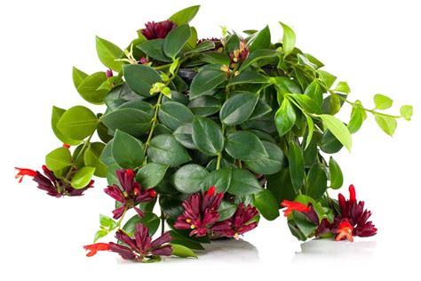 Cynthia Blog Best Indoor Flowering Plants Australia Shade Loving