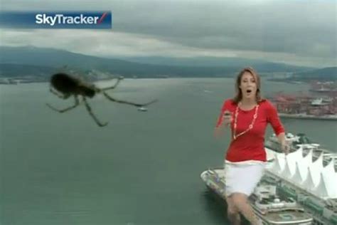 giant spider scares meteorologist [video]